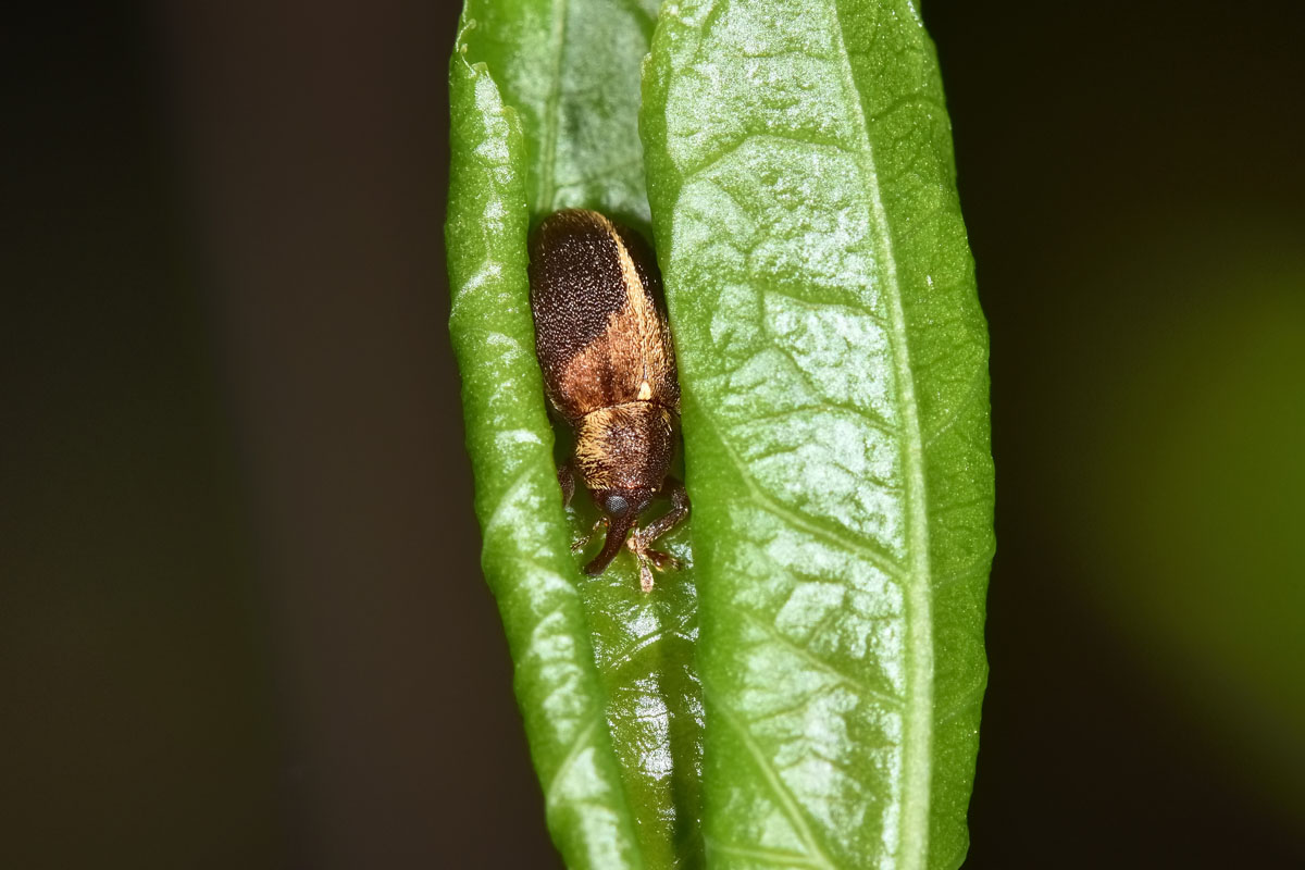 Curculionidae:  Lignyodes enucleator?  S !